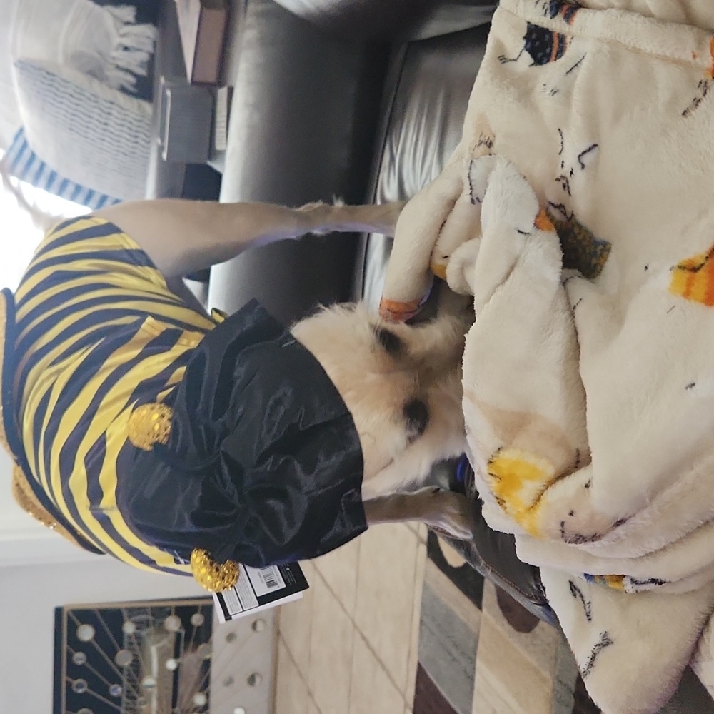 Party Dog 2/10!! - Picture 2 of 10